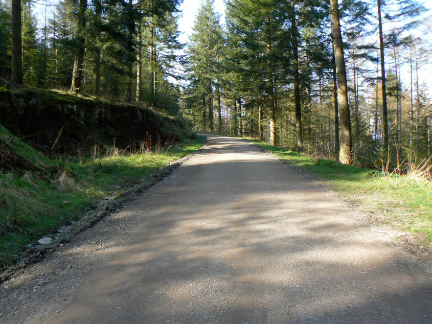 Grizedale Forest Grizedale Forest